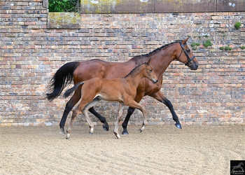 Bolesworth Elite Auctions Celebrates Best of British Breeding Bolesworth Elite Auctions Celebrates Best of British Breeding